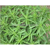 Pure Natural Stevia Leaf Extract /Stevioside, RA