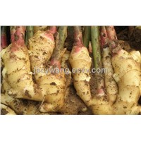 Supply Ginger Extract Powder