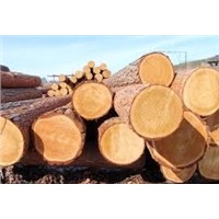 WE SUPPLY OF PINE TIMBER