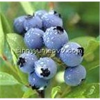 Factory Price Blueberry Fruit Extract