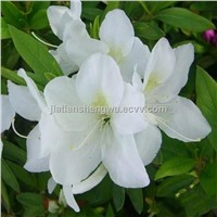 High quanlity and lowest white lily extract