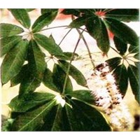 Horse Chestnut P.E.