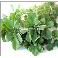 Supply Fenugreek Extract Powder