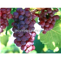 Supply Grape Skin Extract Powder