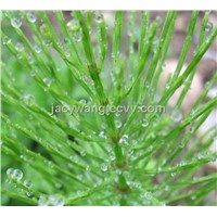 Supply Horsetail Extract Powder