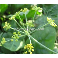Supply Natural Fennel Seed Extract Powder