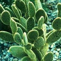 Cactus Extract