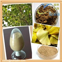 Natural Plant Extract Ginkgo Biloba Extract