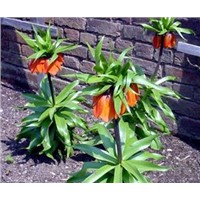 Thunberg Fritillary Bulb Extract