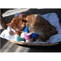 elastic bandage