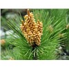 high quality pine pollen extract powder
