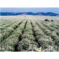 Natural pesticide pyrethrum extract