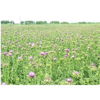 factory price milk thistle seed extract