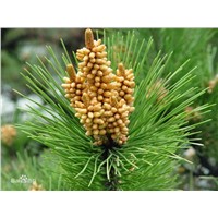 high quality pine pollen extract powder