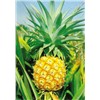 100% Nautural Supplement Pineapple extract bromelain powder