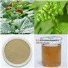 High quality Panax Ginseng Berry Extract, 30%-50%HPLC(60%-80%UV)