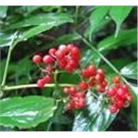 Elderberry Extract