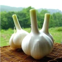GMP Certified Manufacturer Supply natural garlic extract