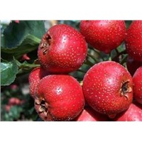 High quality Hawthorn Fruit Extract, Flavone 2%-50%HPLC
