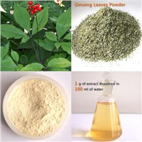 High quality Panax Ginseng Leaf Extract, 80%UV