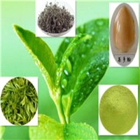 Manufacturer High Quality Plant Extract green tea extract powder
