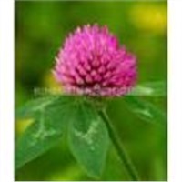 Red Clover Powder Extract 40% isoflavone