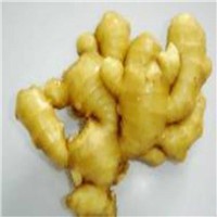 Top Quality Dried Ginger Extract