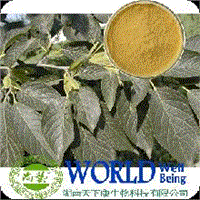 Eucommia Leaf Extract Eucommia Chlorogenic Acid 25%