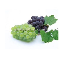 Grape Seed Extract in Food Additive