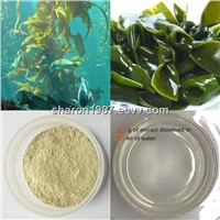 High quality 100% Natural Kelp Polysaccharides