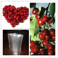25% anthocyanidins cranberry extract