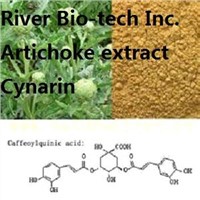 Natural Artichoke extract with 2.5%Cynarin by HPLC
