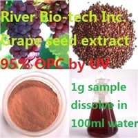 Natural Grape seed extract with 95% OPC