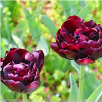 True Mix tulip seeds Double Tulip &amp;amp;#39;Barbados&amp;amp;#39;flower seeds,not tulips bulbs, Bulbous Root tulipanes garden plant 102 pcs