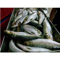 Frozen Sardinella whole Round