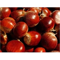 Chestnut Shell Extract