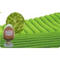 Natural  Green Tea Extract
