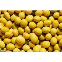 Natural Soybean Extract Powder