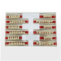 Manufacturer Dental acrylic teeth for Dentures