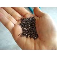 Sell 100% Natural Chia Seeds Extract