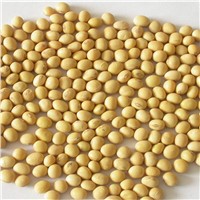 GMO and NON-GMO soybean supplier