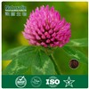 Red Clover Extract Powder with 2.5%-40%  Isoflavones