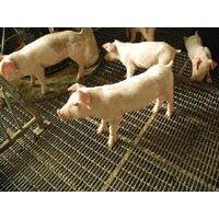 Pig-raising use crimped wire mesh