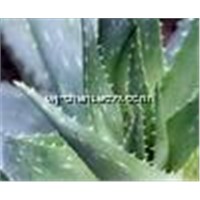 Aloe Vera Powder (Aloe Polysaccharide)
