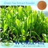 100% Natural 98%Tea Polyphenols/EGCG Green Tea Extract Powder Green Tea Extract Tea Polyphenols