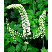 Black cohosh extract Triterpene glycosides 2.5%-8% with ISO9001 ISO22000