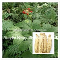 High quality American Ginseng Root Extract, Ginsenosides 5%-65%HPLC