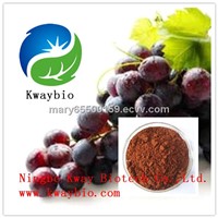High quality Grape Seed Extract, Proanthocyanidins 95% UV, Polyphenols 40%-80% UV