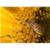 100% pure nature bee pollen caspule