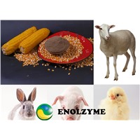 ENOLZYME Alpha-amylase 2 000